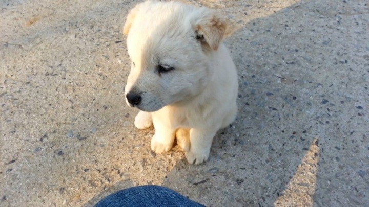 시골 강아지 특징 | 인스티즈