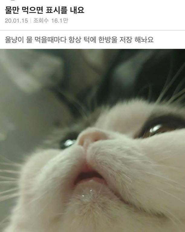 물만 먹으면 티를 내는 고양이.jpg | 인스티즈