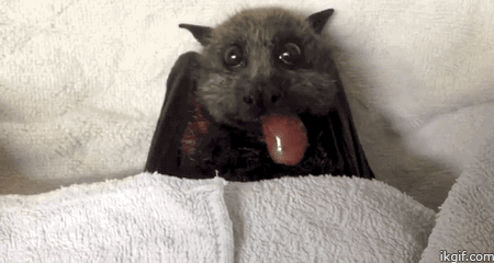 박씨가문중에 가장 귀여운 생물체.bat | 인스티즈