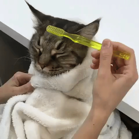 고양이 풀코스 서비스 | 인스티즈