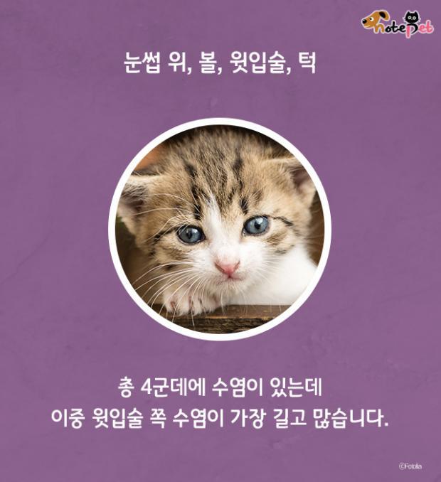 함부로 밀면 안되는 고양이 수염의 역할.jpg | 인스티즈