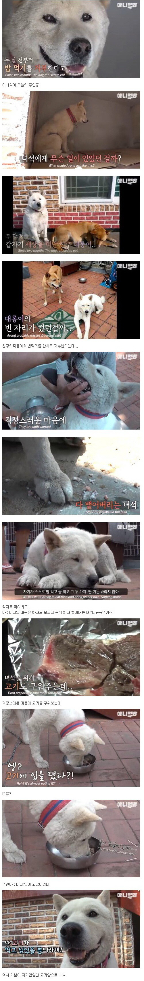 친구를 잃은후 밥을먹지않은 댕댕이.jpg | 인스티즈