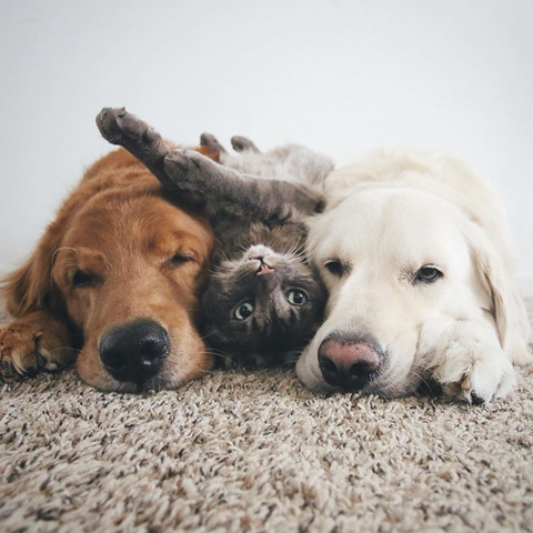 댕댕이 두마리와 고양이 한마리가 동거하는 이야기.jpg | 인스티즈