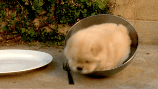 그릇에 갇혀 버둥거리는 댕댕이.gif | 인스티즈