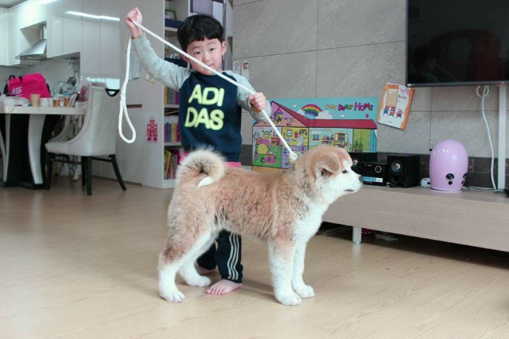 아키타 이미지