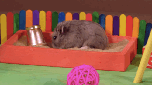 햄스터 놀이터.gif | 인스티즈