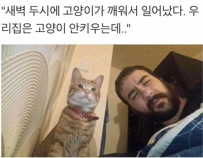 새벽 두시에 고양이가 깨움 | 인스티즈