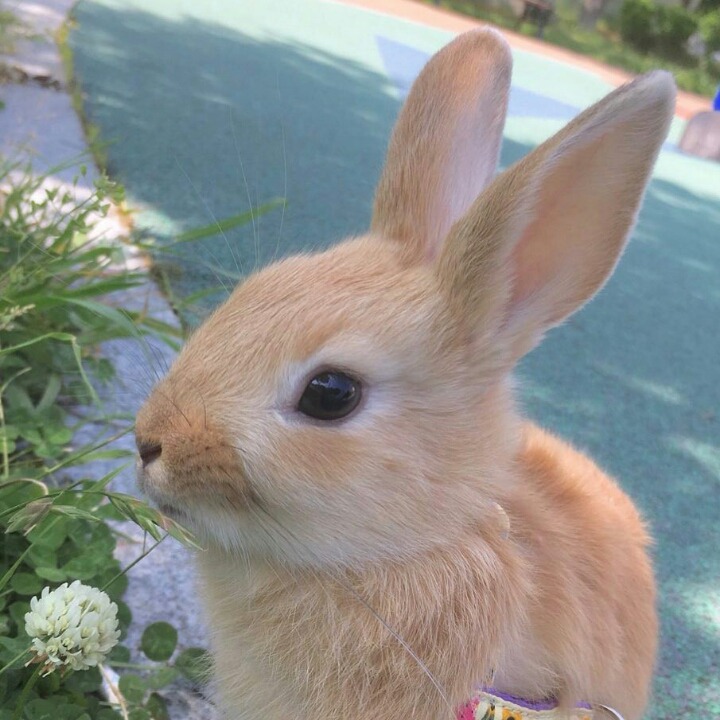 꽁이 이미지