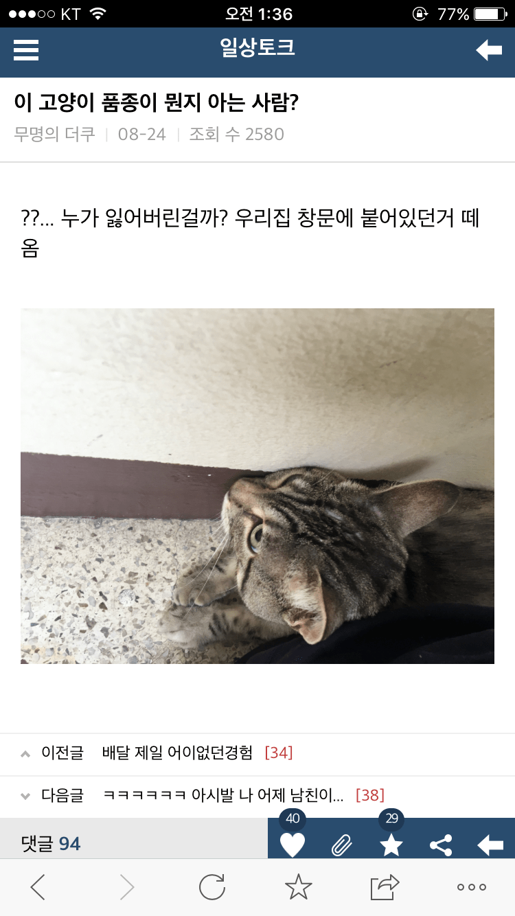 이 고양이 품종 뭔지 아는 사람? | 인스티즈