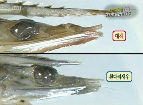 대하 구별법 | 인스티즈