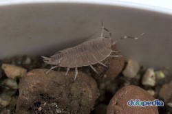 같이 살고 있는 그 녀석들을 알아보자 | 인스티즈