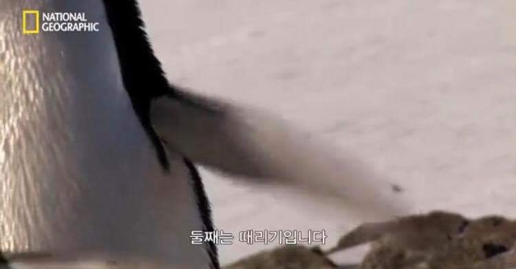펭귄 날개의 사용 용도 | 인스티즈