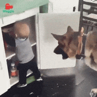아기를 강아지랑 같이 두면 안 되는 이유.gif | 인스티즈