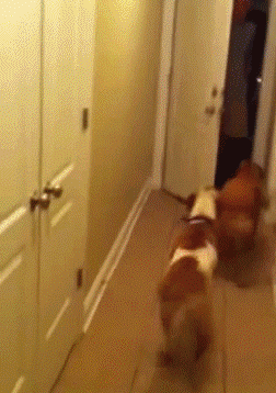 파병갔다온 군인 맞이하는 댕댕이vs냥이...gif | 인스티즈