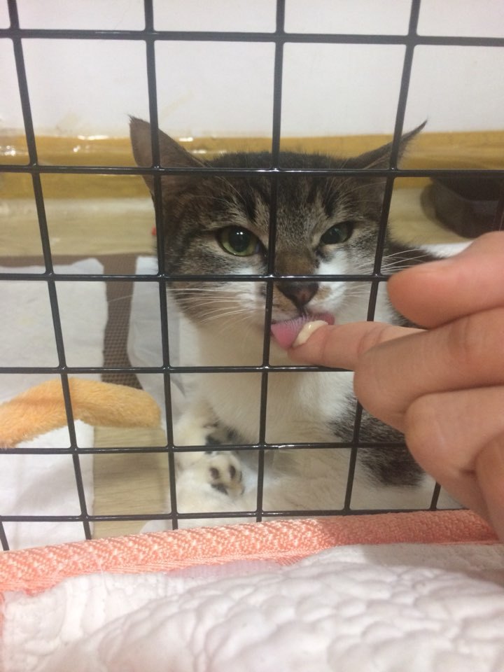 박스안에서 버려진채 떨고있던 고양이 쿠키를 도와주세요! +따뜻한 가족이되어줄 입양처를 찾습니다! | 인스티즈