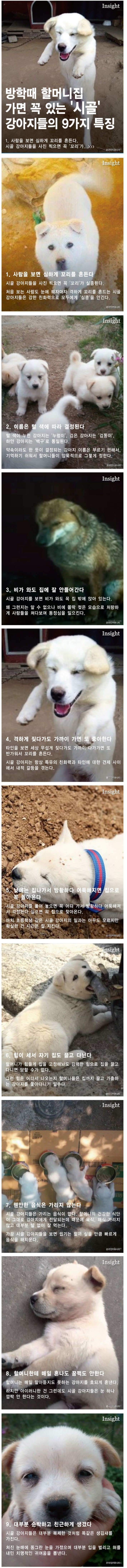 시골 강아지의 9가지 특징 | 인스티즈