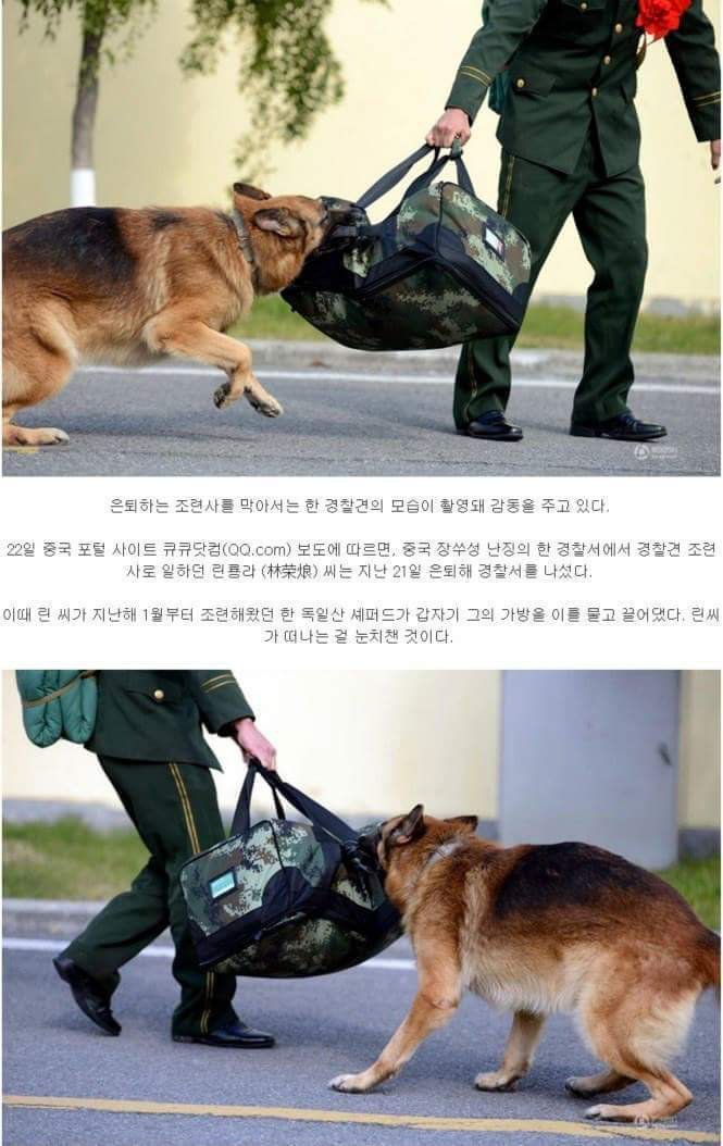 은퇴하는 조련사 막는 경찰견 jpg | 인스티즈