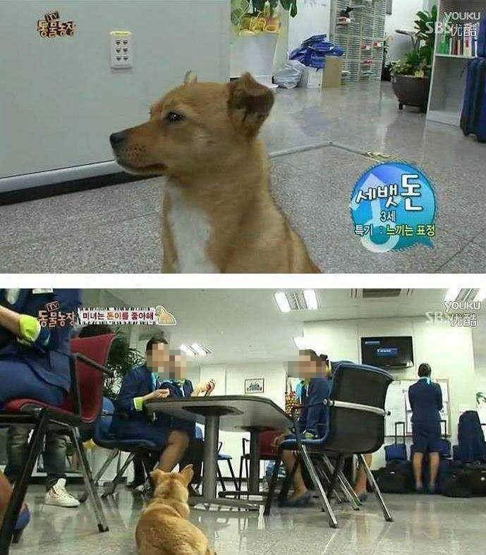 얘 개가 아닐지도 몰라 | 인스티즈