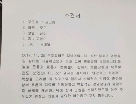 아픈고양이 모모 임보자나 입양자 제발 구해ㅠㅠㅠ | 인스티즈