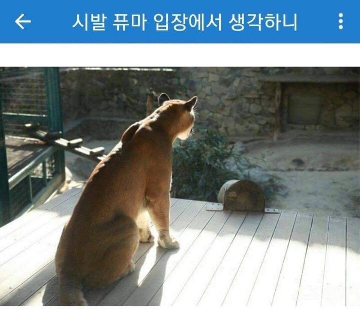 퓨마 이미지