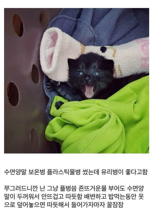 고양이를 만드는 디씨인.jpg | 인스티즈