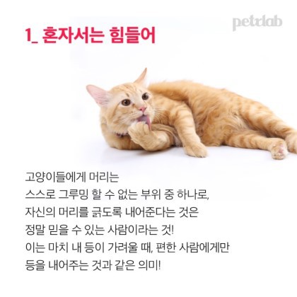 도도한 고양이가 머리 긁기를 허락한 이유 | 인스티즈