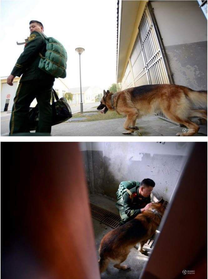 은퇴하는 조련사 막는 경찰견 jpg | 인스티즈