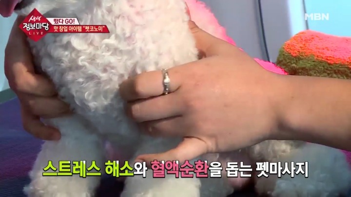 강아지 아로마테라피.jpg | 인스티즈