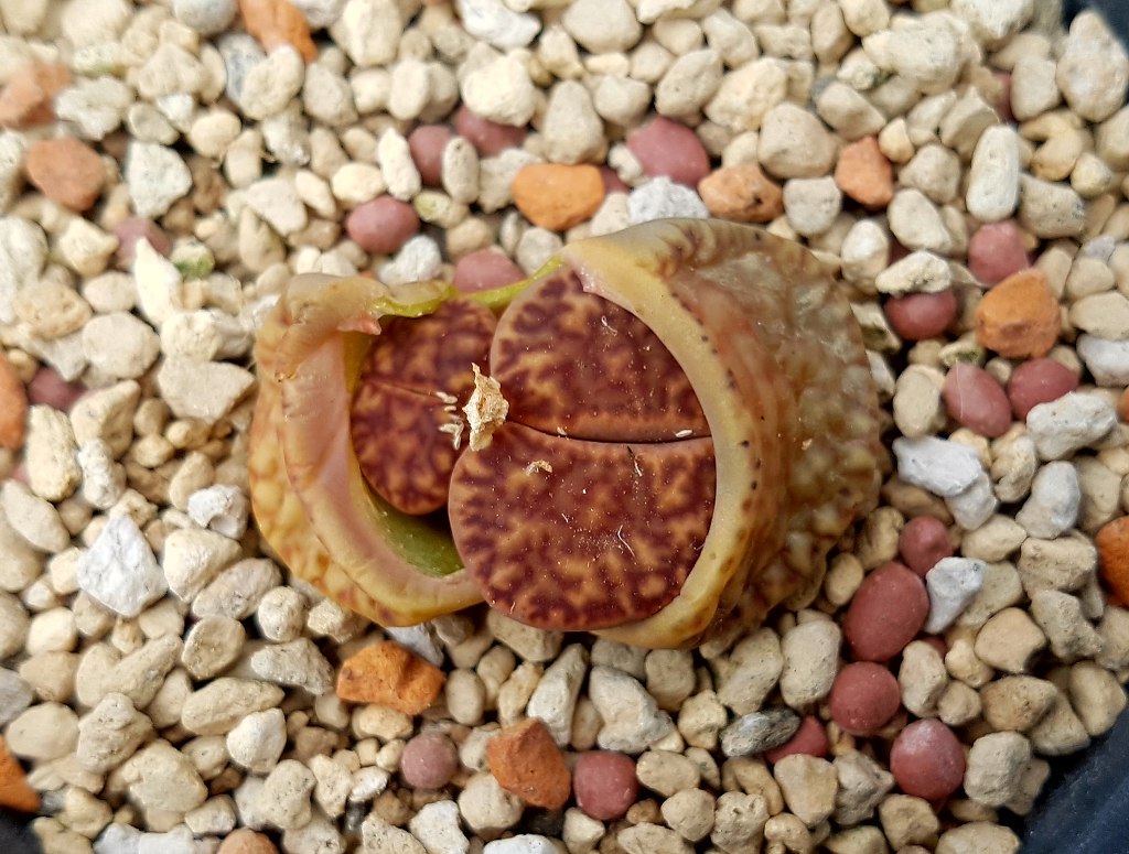 님프 이미지
