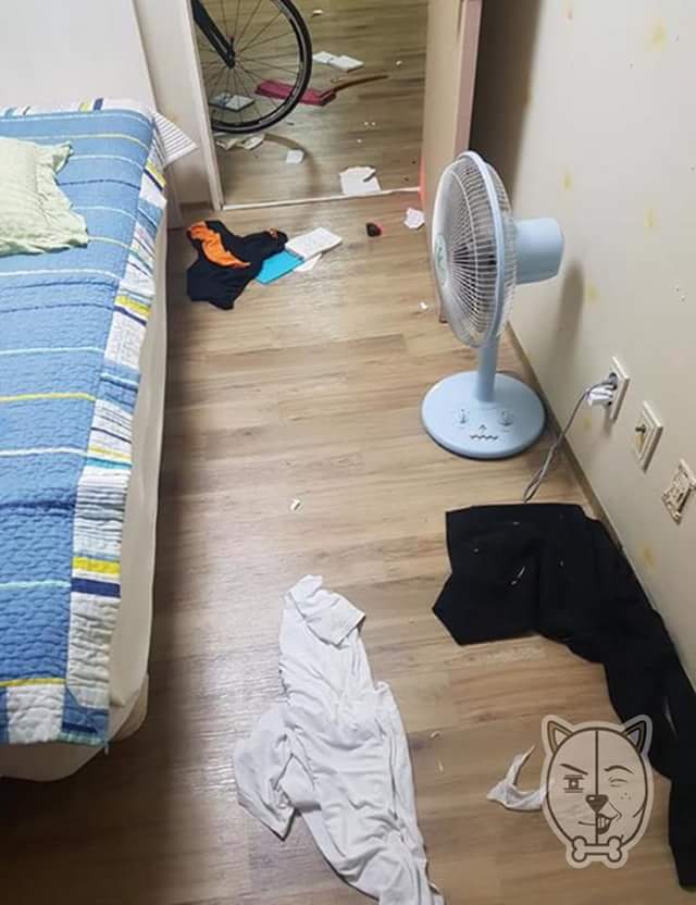 비글이 실험견으로 쓰여서 입양한 주인.. | 인스티즈