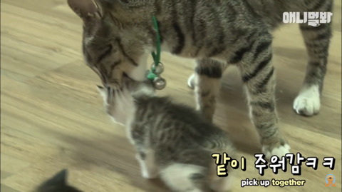 새끼고양이 열마리 키우는 엄마냥이 | 인스티즈