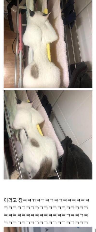 세상 편하게 잠자는 고양이 | 인스티즈