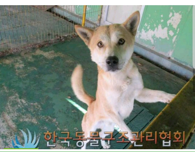 이번주 안락사예정 유기견아이들 꼭 공유부탁드려요 | 인스티즈
