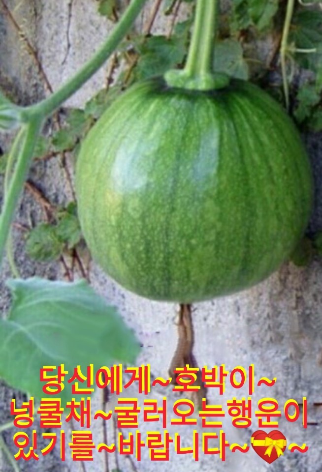 호박이넝쿨채로 이미지