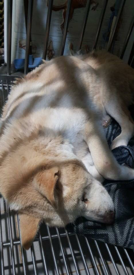 곧 안락사될 아이 보고가줘ㅠㅠㅠ 학대받았던 아이랑 길잃은 아이있어ㅠㅠ | 인스티즈