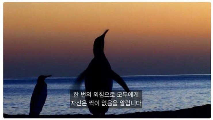 펭귄이 우는 이유 | 인스티즈