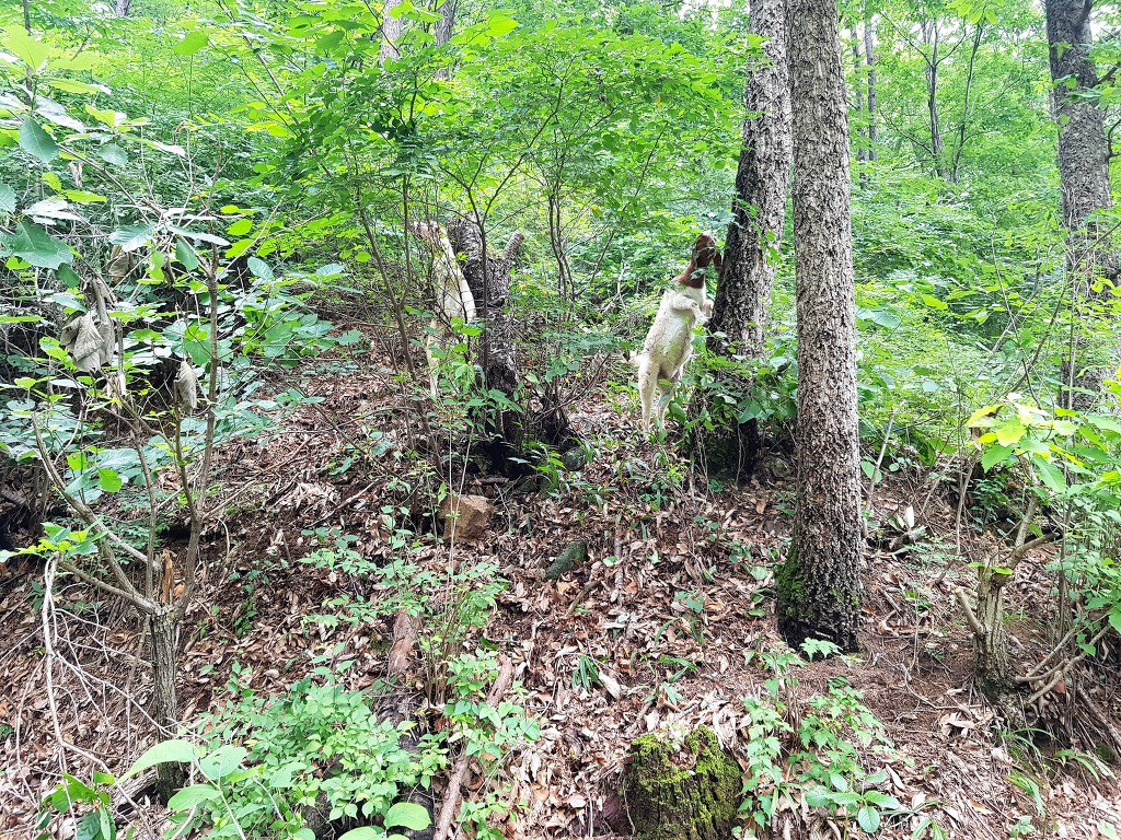춤추는염소 이미지