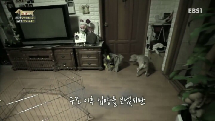 [세나개] 시도때도 없이 마운팅하고 똥을 먹는 두부의 문제 행동 고치기 -1.jpg | 인스티즈
