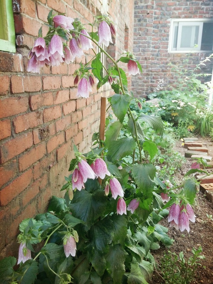 유선화 이미지
