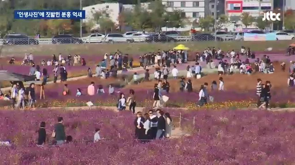 인생사진에 짓밟힌 분홍 억새.jpg | 인스티즈