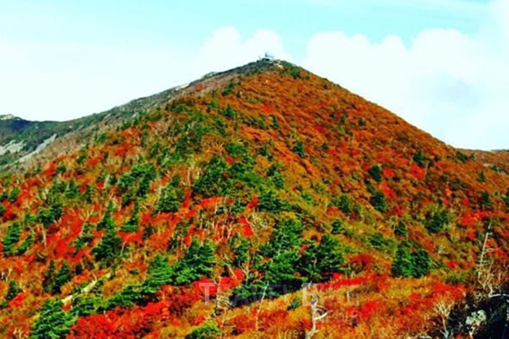 단풍 이미지