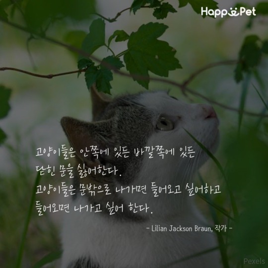고양이를 사랑하는 사람들이 남긴 명언 | 인스티즈