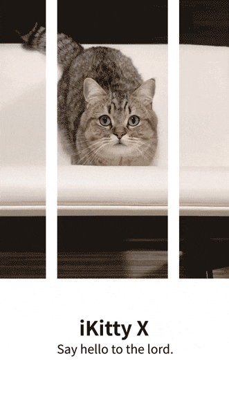 고양이가 님들 눈 앞에 ㄸ똭! | 인스티즈