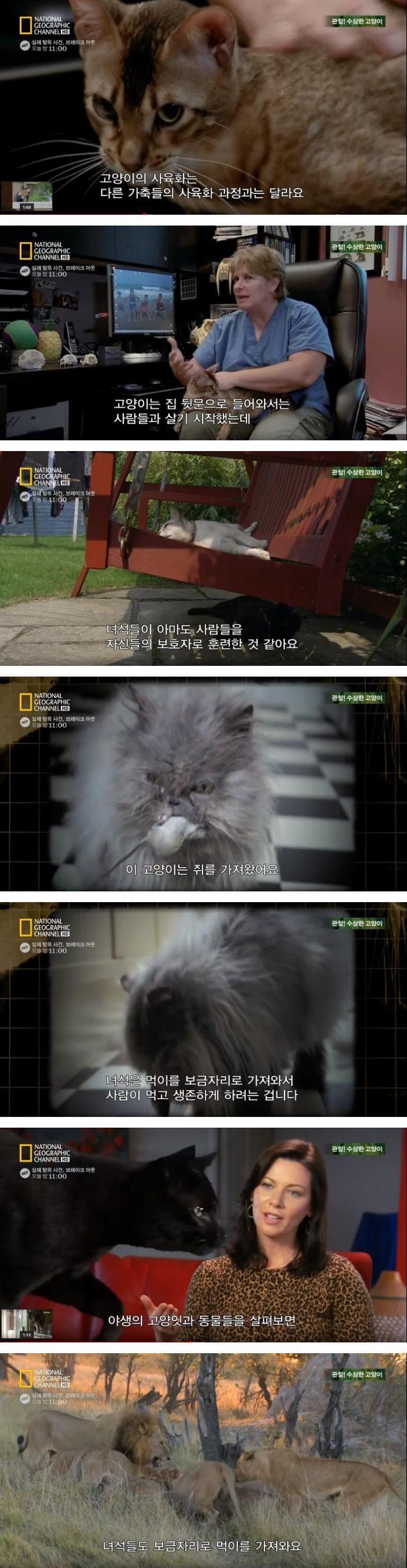 고양이가 사람과 살게 된 이유.JPG | 인스티즈
