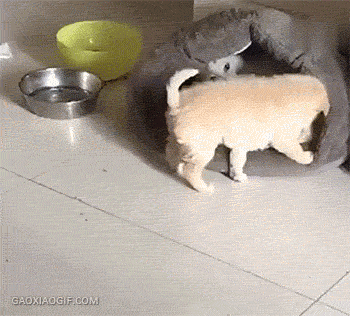 근성의 댕댕이 vs 냥아치 | 인스티즈