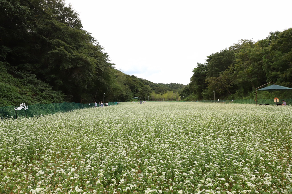 오늘 다녀온 울산대공원 메밀밭 출사 | 인스티즈