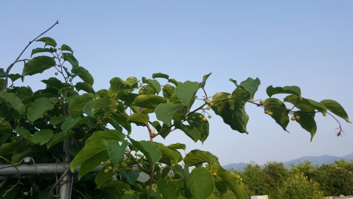 다래칼국수 이미지