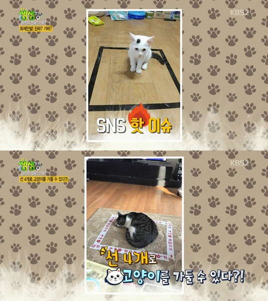 선 4개로 고양이를 가둘수 있을까?.jpgif | 인스티즈