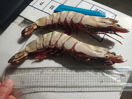 아이씨씨 이미지