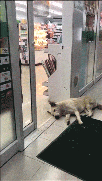 문틈에 머리가 걸린 댕댕이.gif | 인스티즈